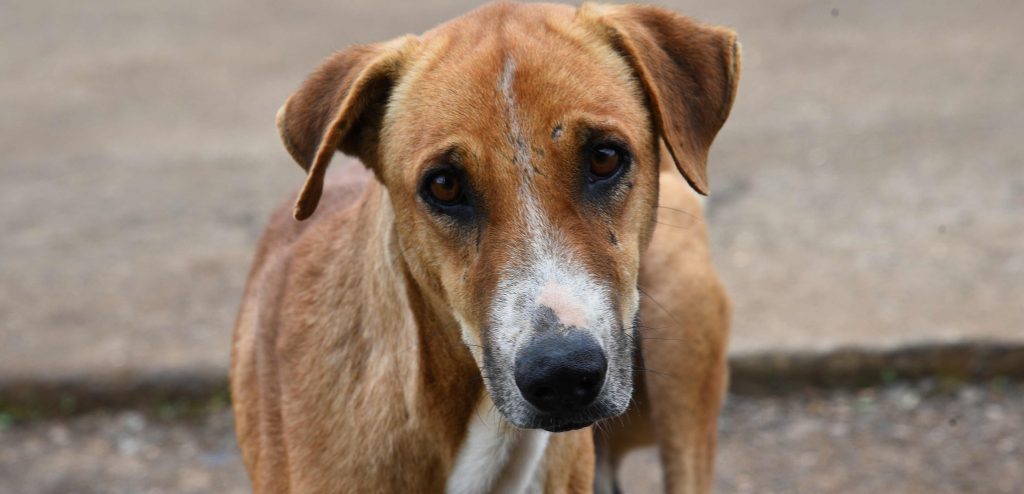 Dog picture